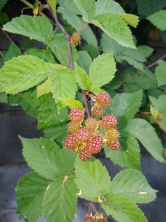 20180612_182053.jpg